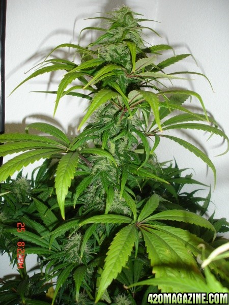 Day_34_BS_FL_Plant_1_Cola