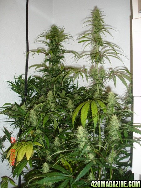 Day_34_BS_Flowering