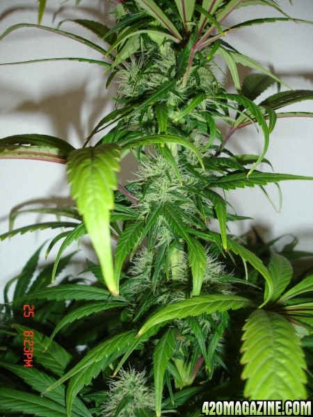 Day_34_BS_Plant_1_HS