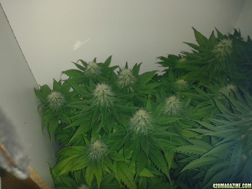 day_37_flower_PK