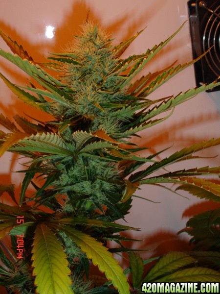 Day_39_B52_Cola