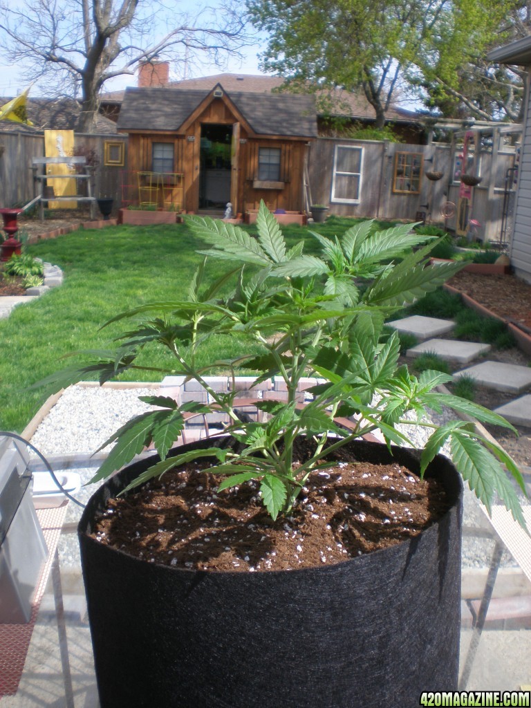 Day_40_Chocolope_transplant_to_2_gal