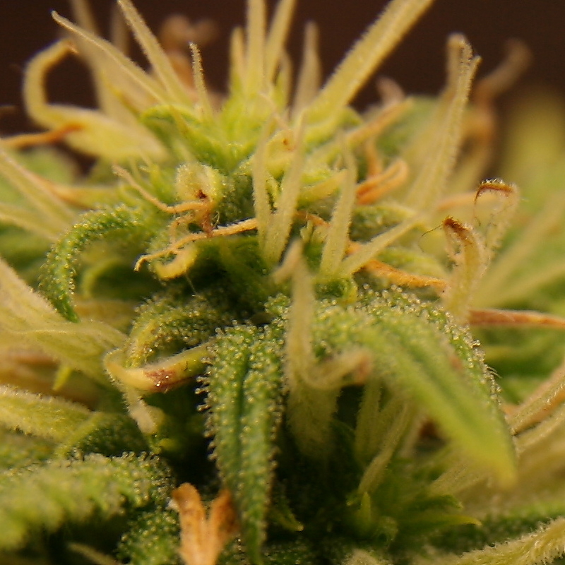 Day_46_Ada_trichomes.JPG