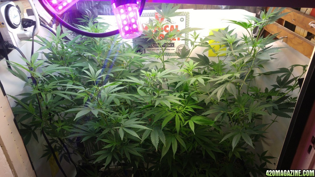 Day_60_Rise_of_the_clones