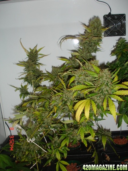 Day_62_B52_plant