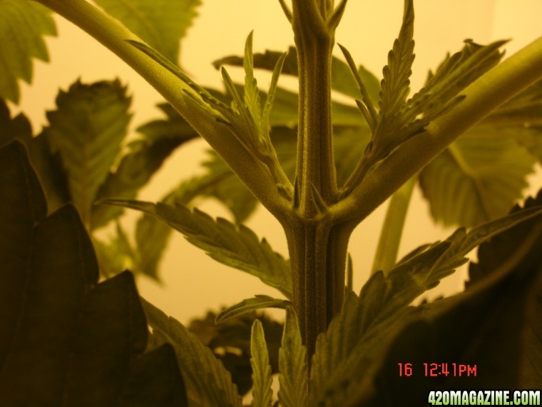 Day_8_Males_Bagseed_HPS