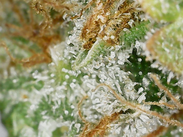 DB1 trich 12-6-23 F82 (1).jpg