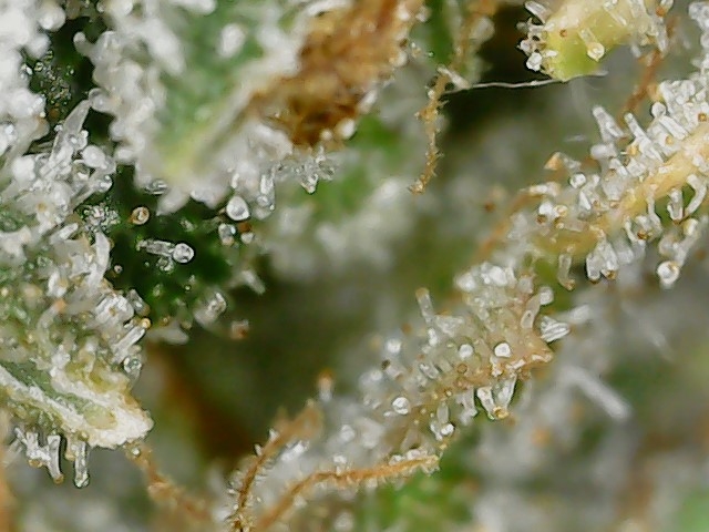 DB1 trich 12-6-23 F82 (4).jpg