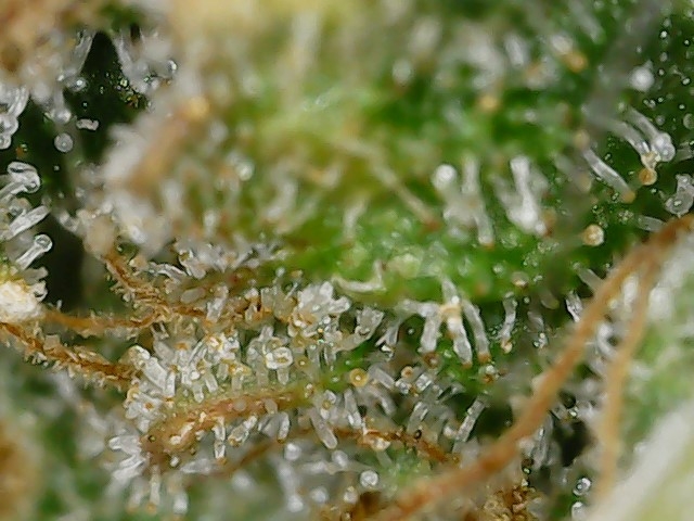 DB1 trich 12-6-23 F82 (5).jpg