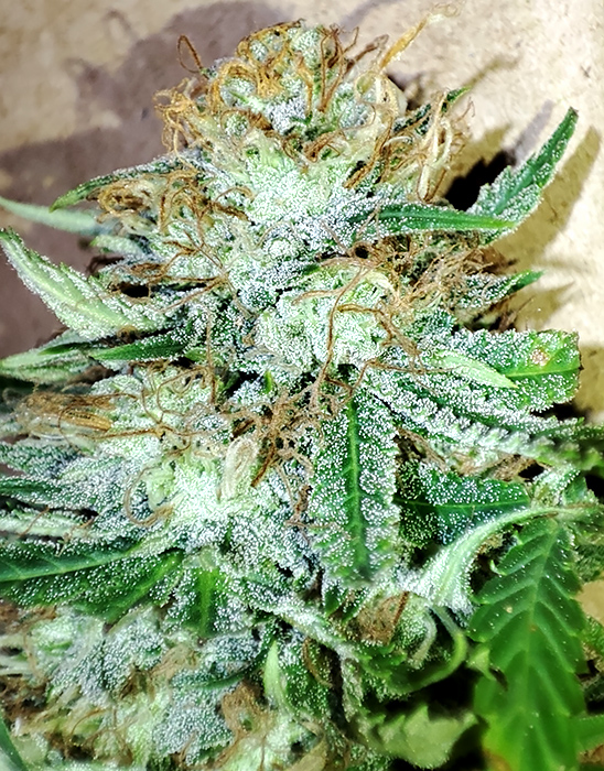 DBL_CBG_bud_trichomes2.jpg