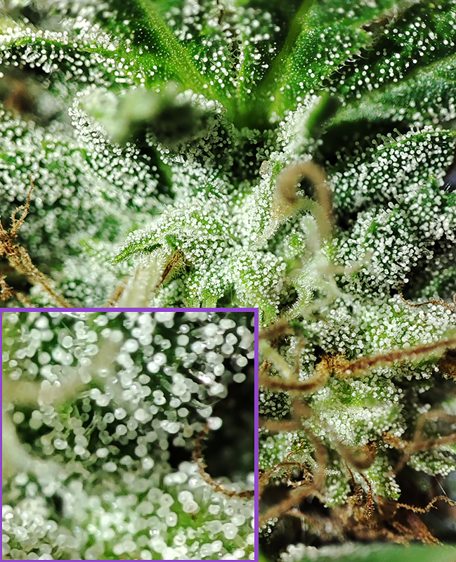 DBL_CBG_trichomes1.jpg