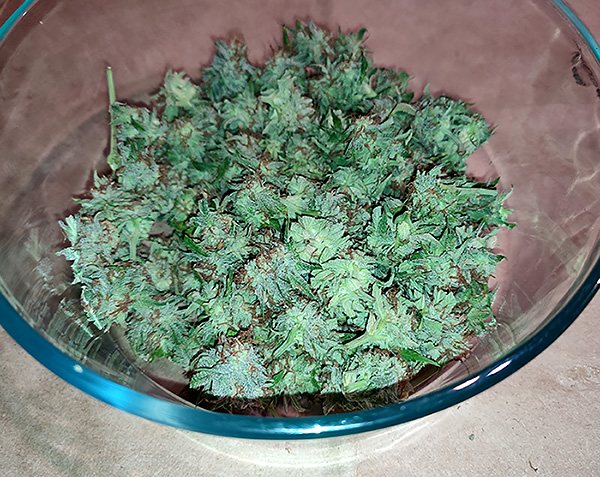 DBL_CBG_trimmed_buds.jpg