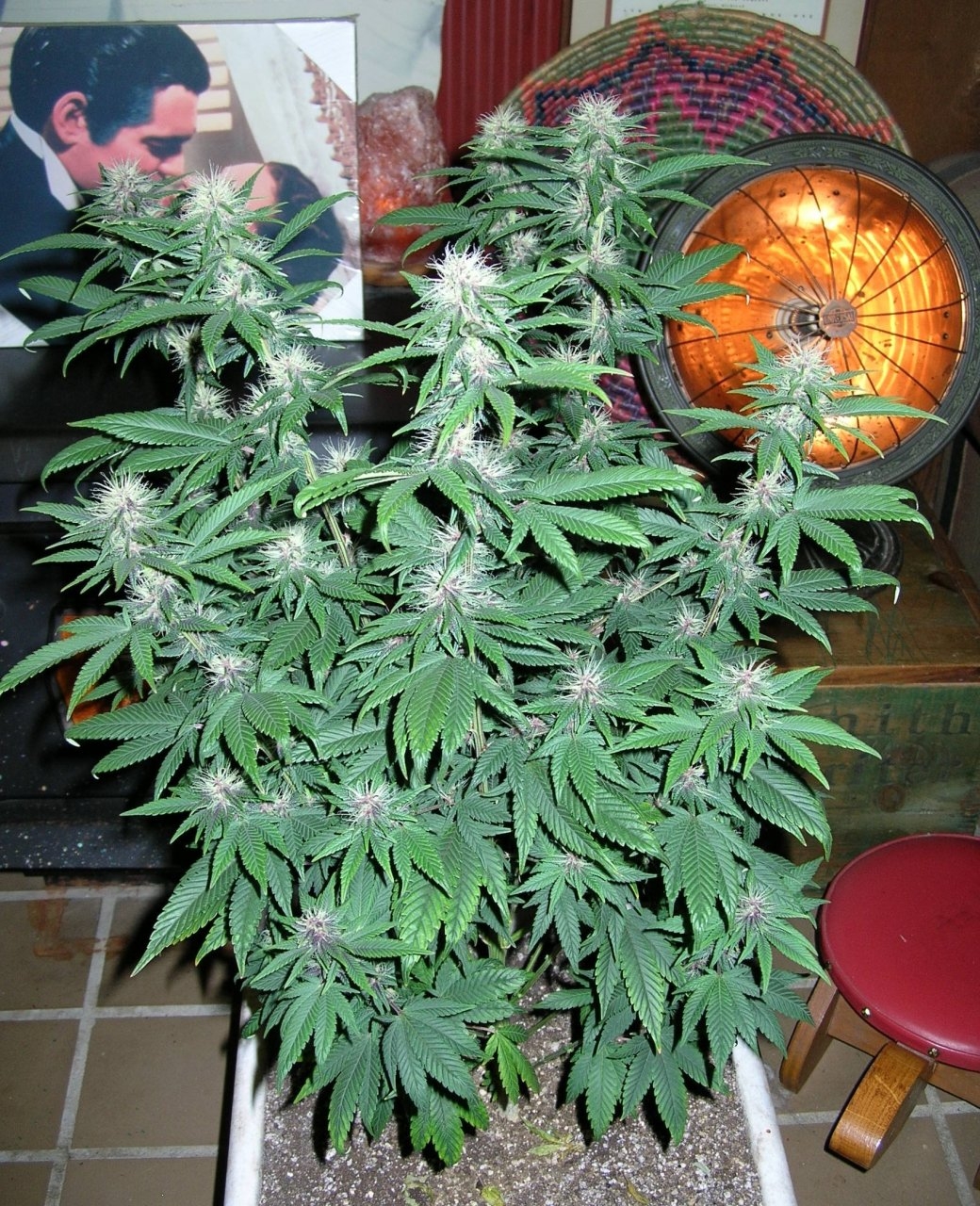 DCPurple - 24 days