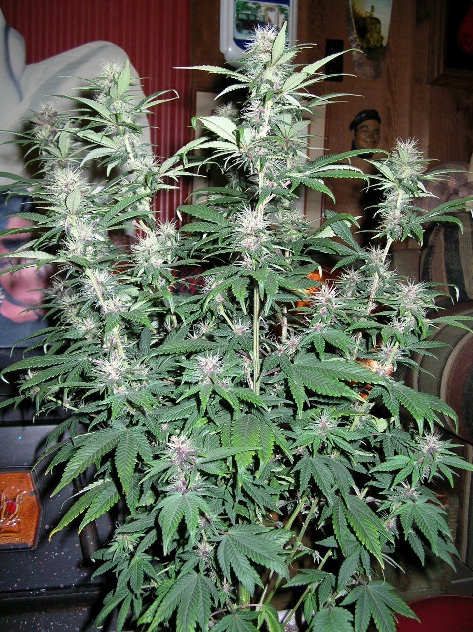 DCPurple - 24 days