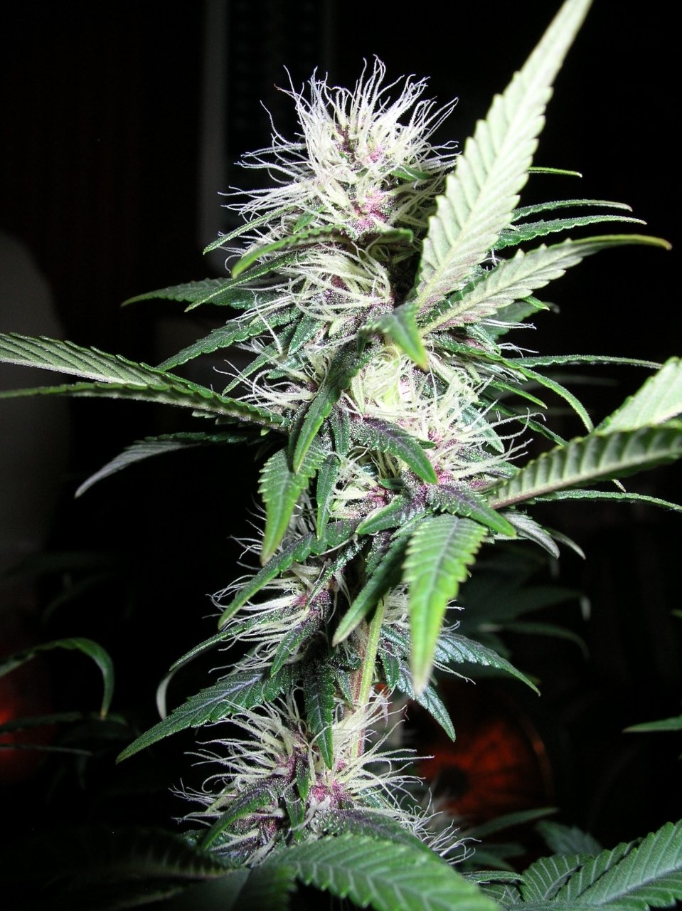 DCPurple - 24 days