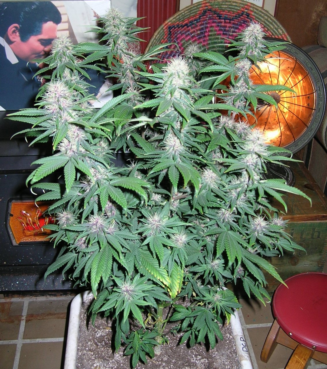 DCPurple - 29 days