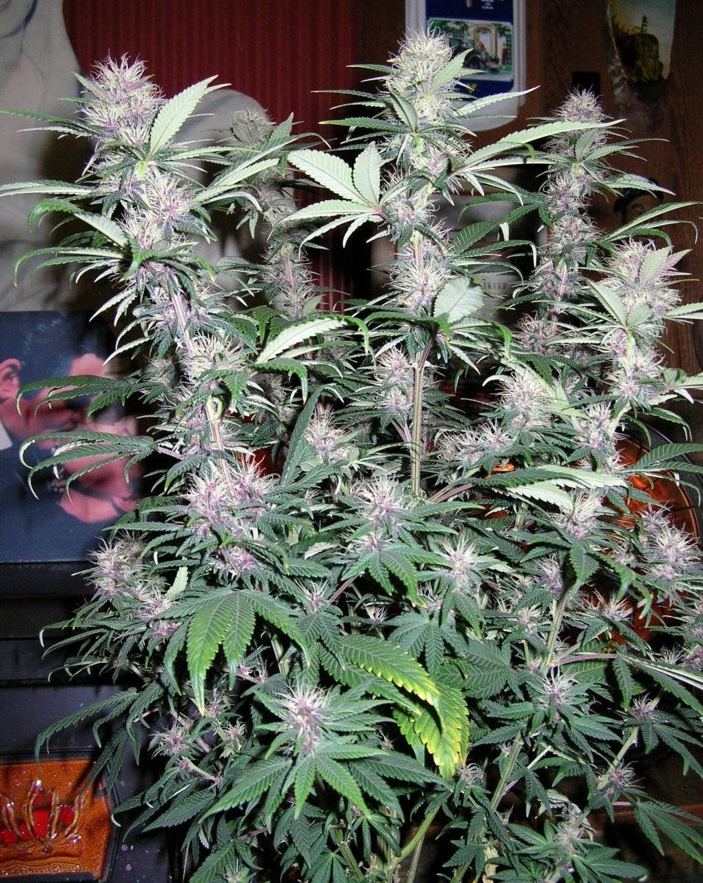 DCPurple - 29 days