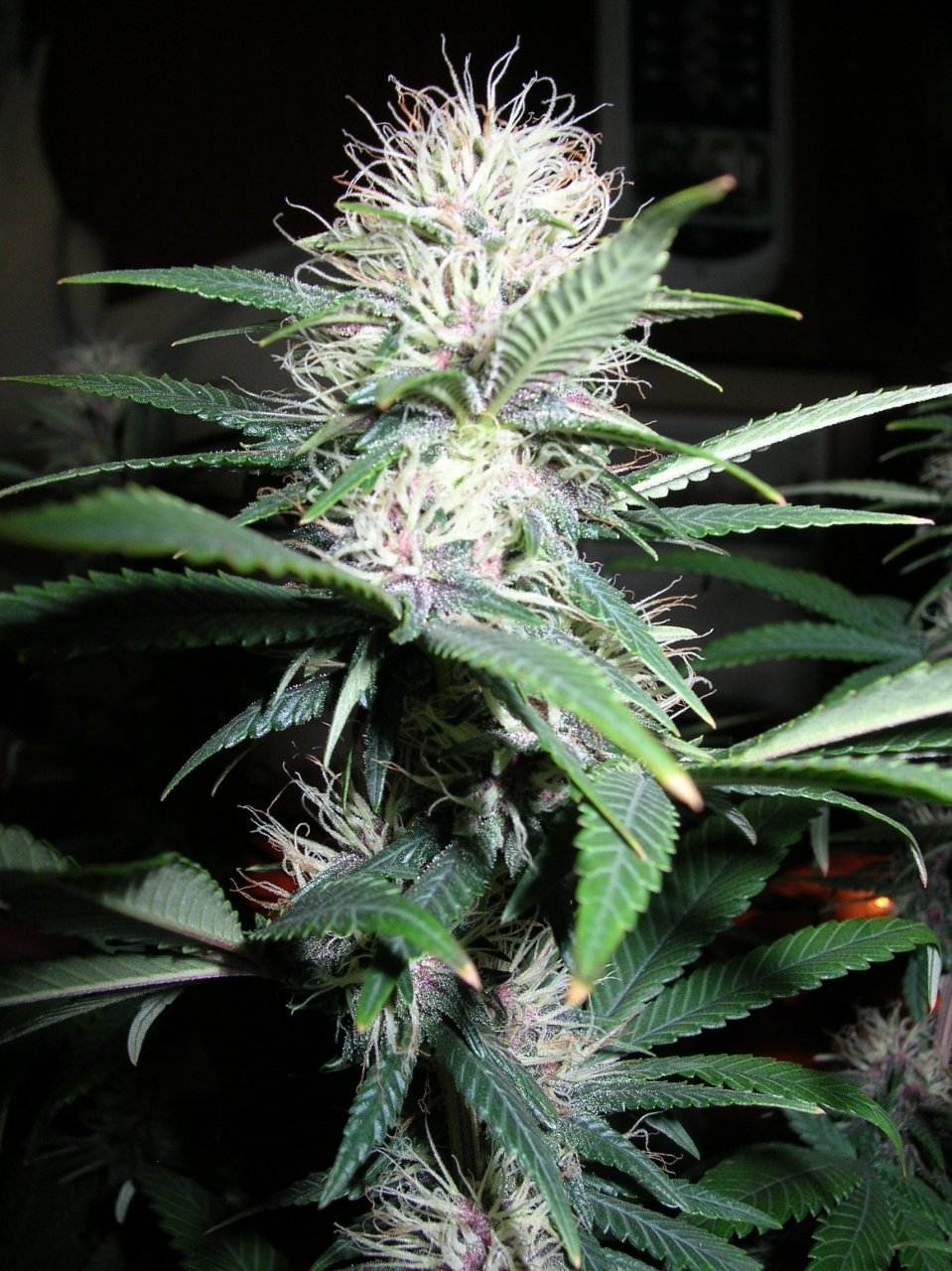 DCPurple - 29 days