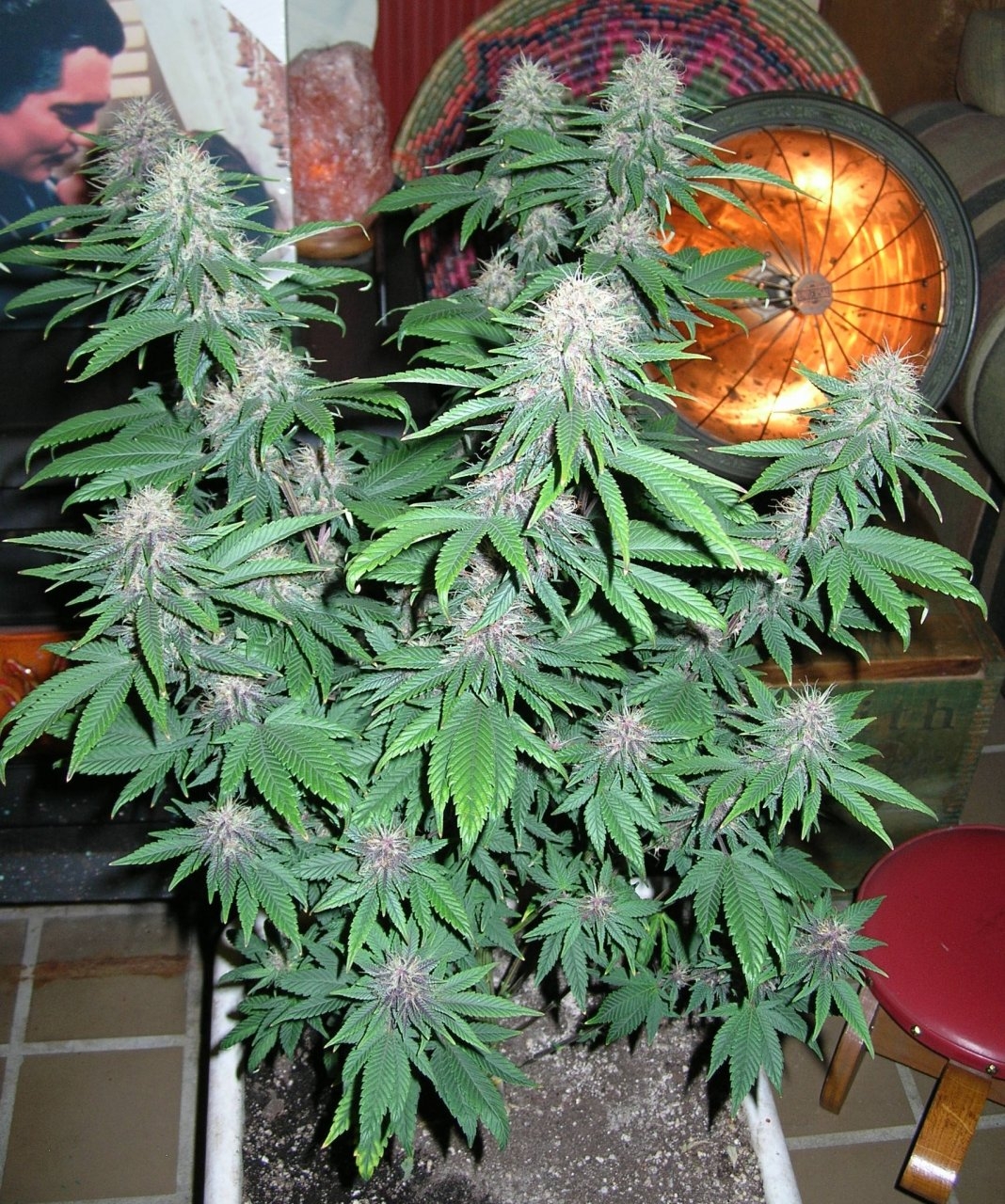 DCPurple - 35 days