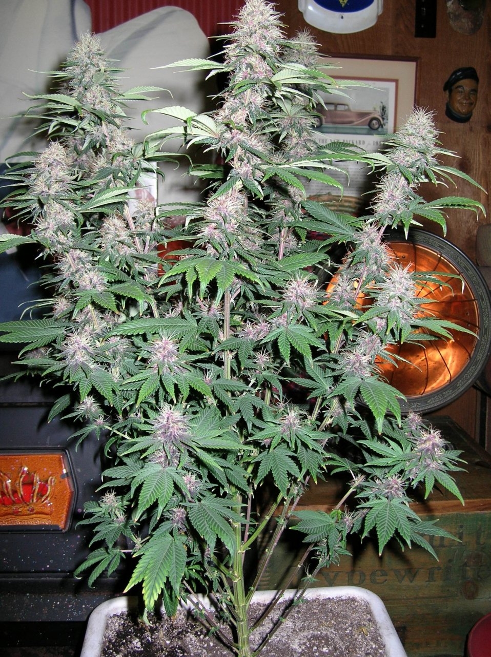 DCPurple - 35 days