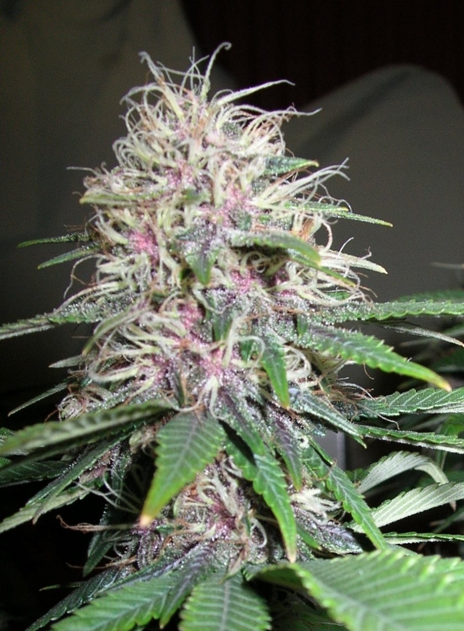 DCPurple - 35 days