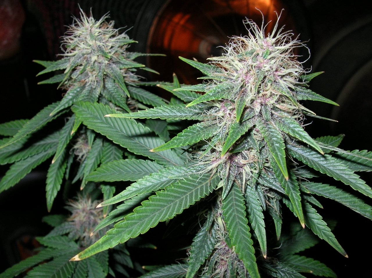 DCPurple - 35 days