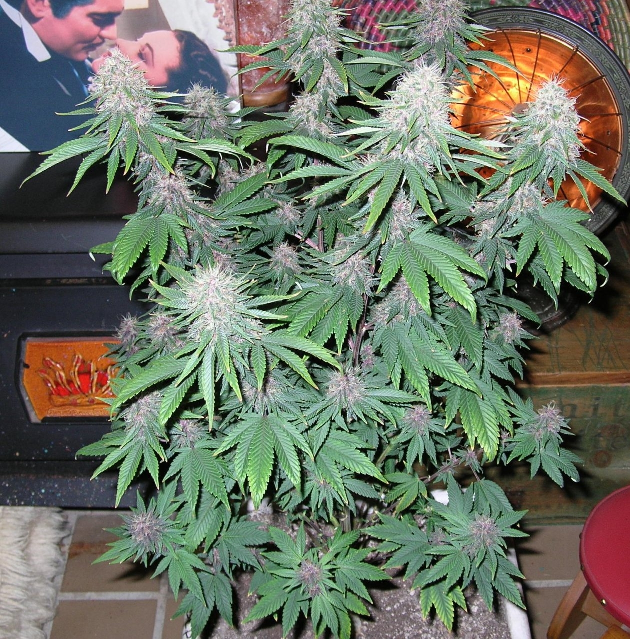 DCPurple - 42 days