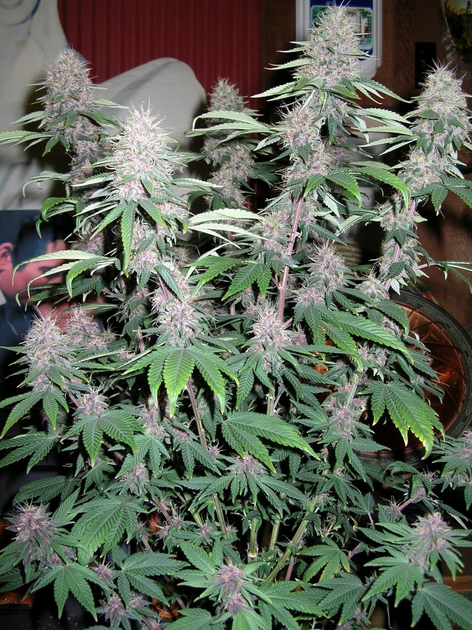 DCPurple - 42 days