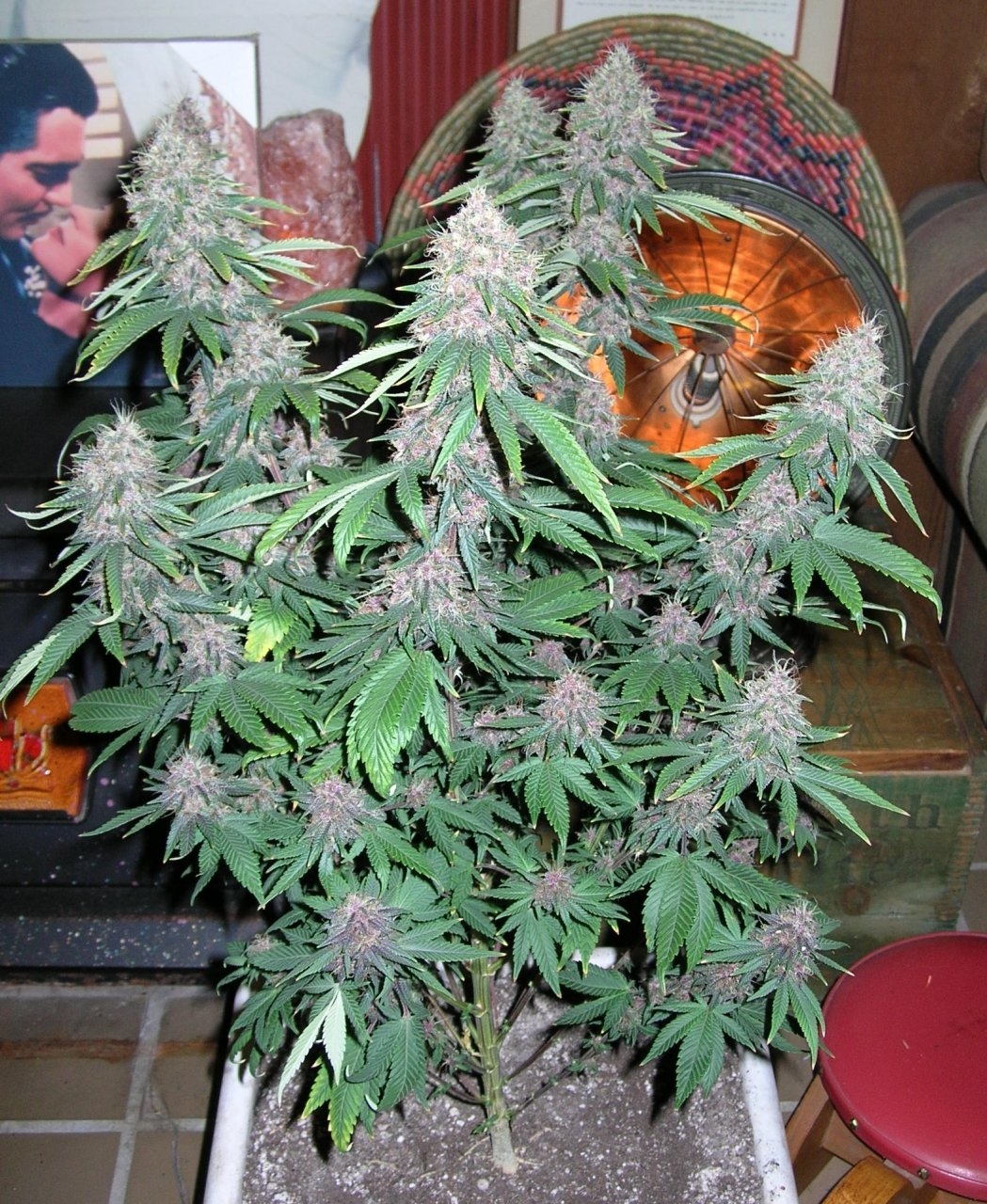 DCPurple - 50 days