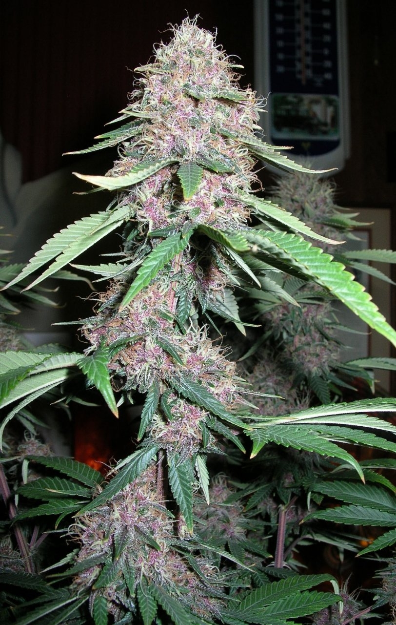 DCPurple - 50 days