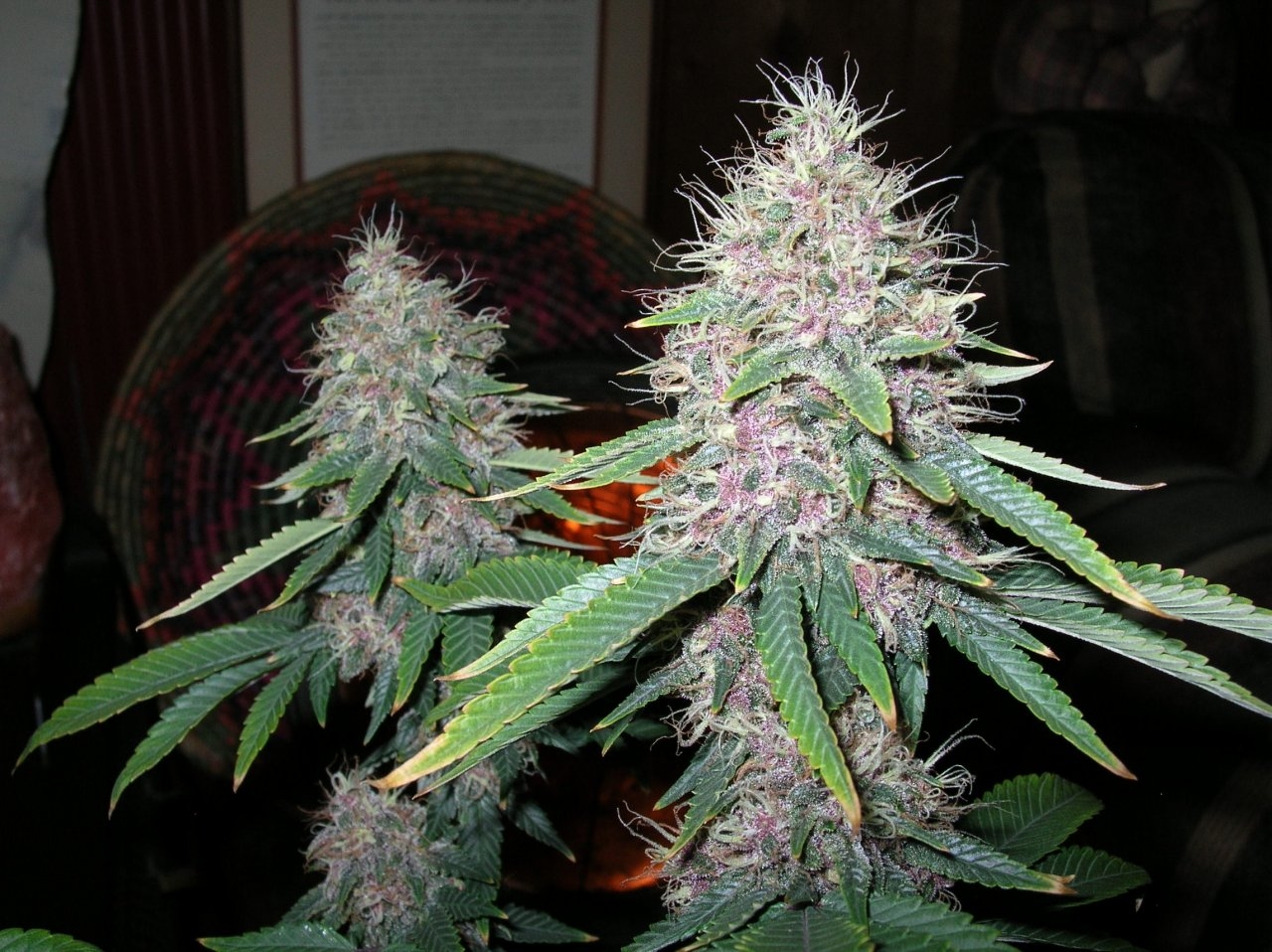 DCPurple - 50 days