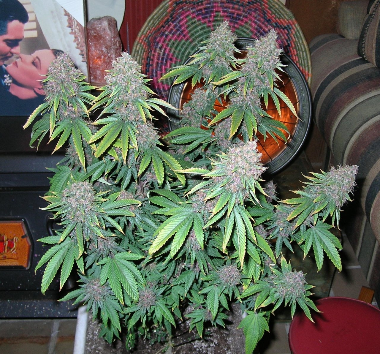 DCPurple - 62 days - Chop