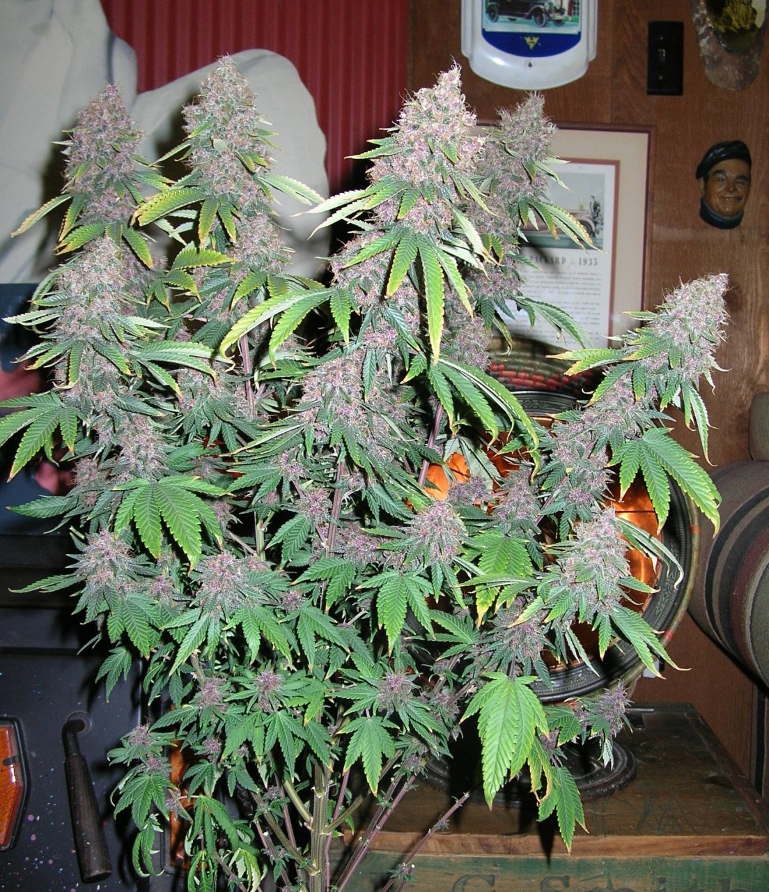 DCPurple - 62 days - Chop