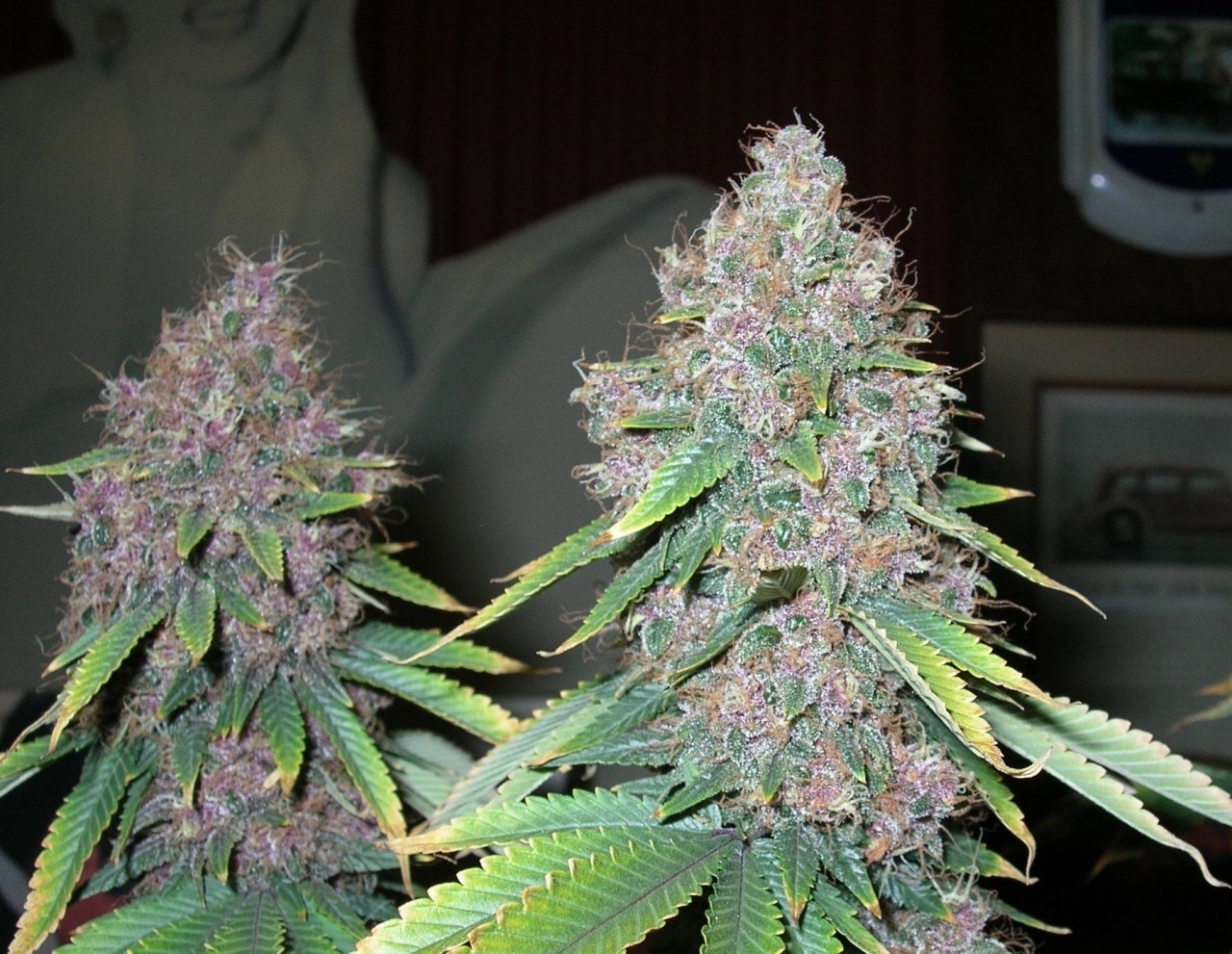 DCPurple - 62 days - Chop