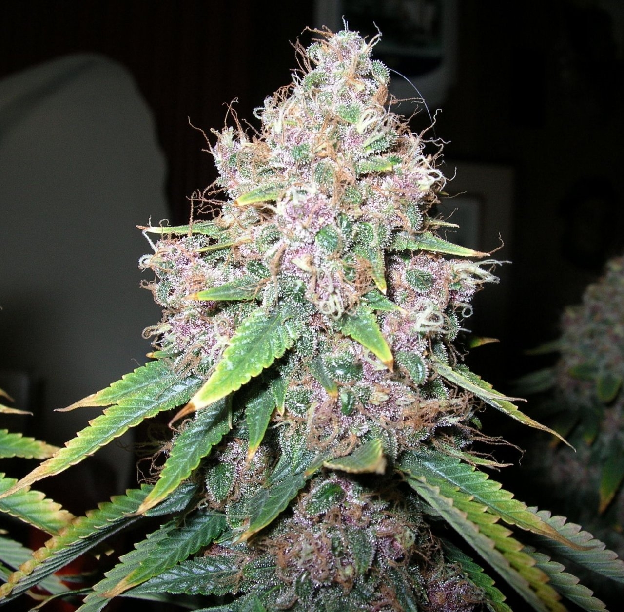 DCPurple - 62 days - Chop