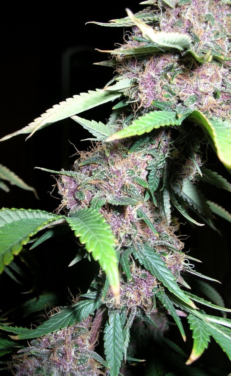 DCPurple - 62 days - Chop