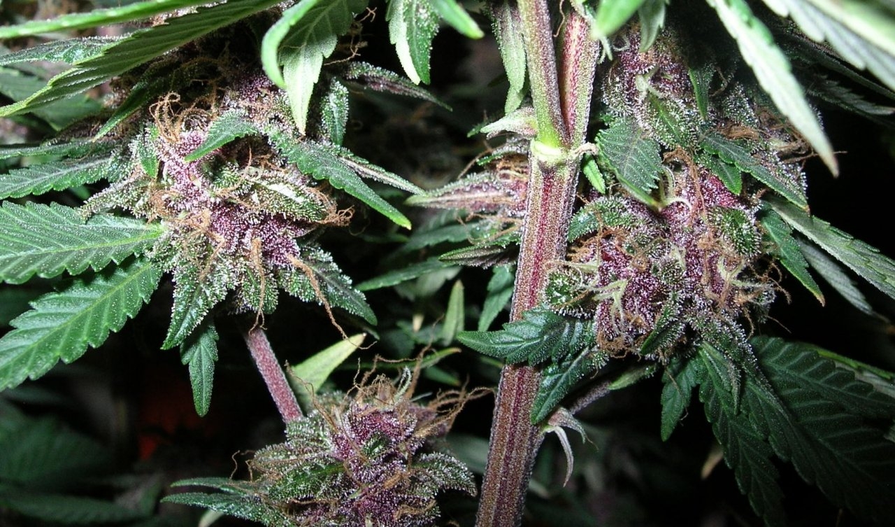 DCPurple - 62 days - Chop