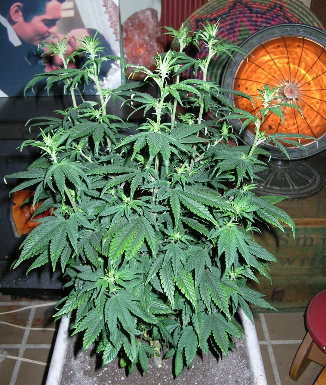 DCPurple - 9 days