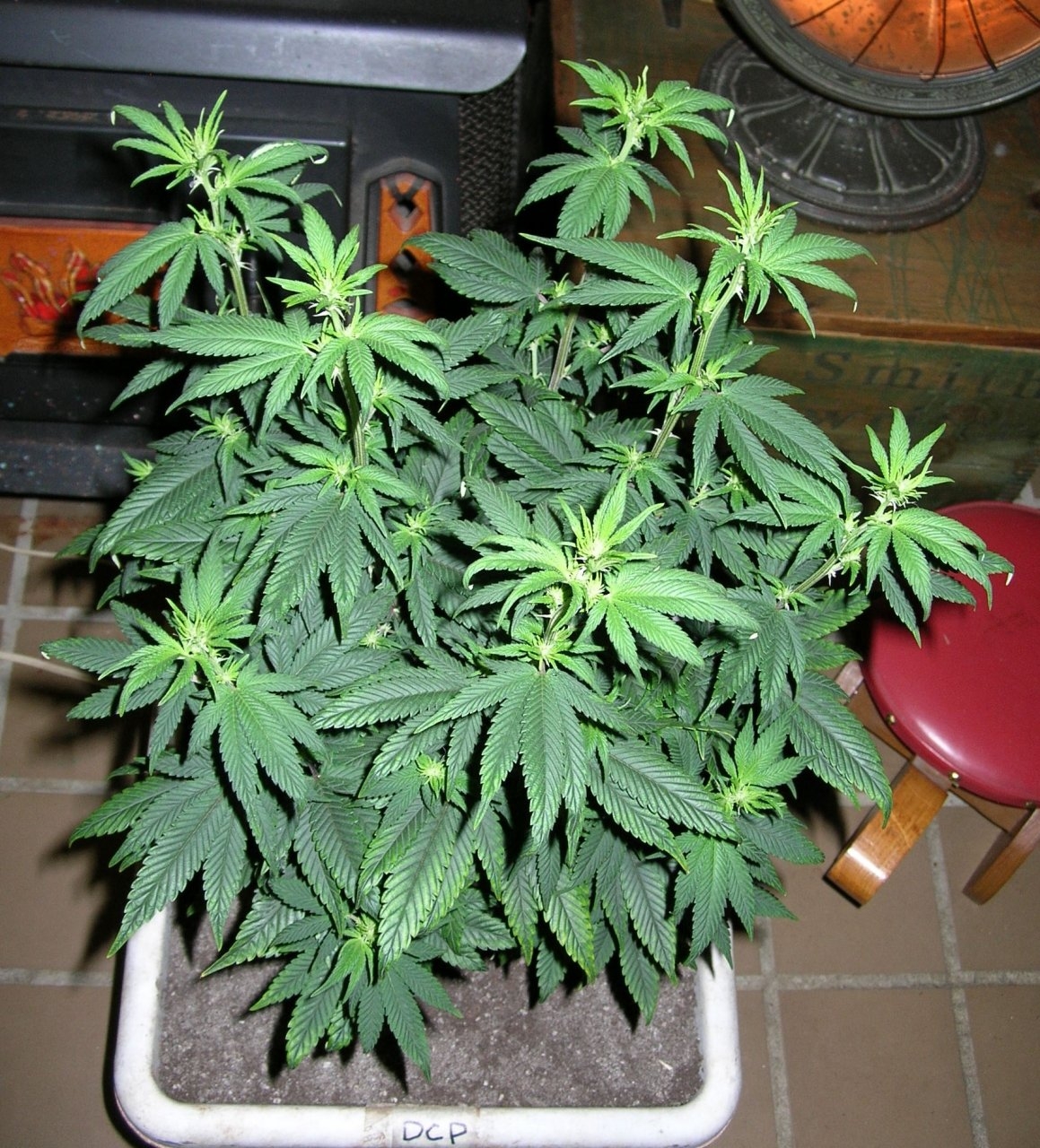 DCPurple - 9 days