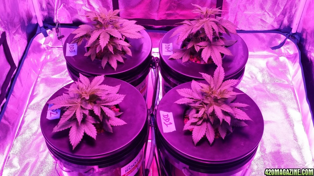 DD day 24