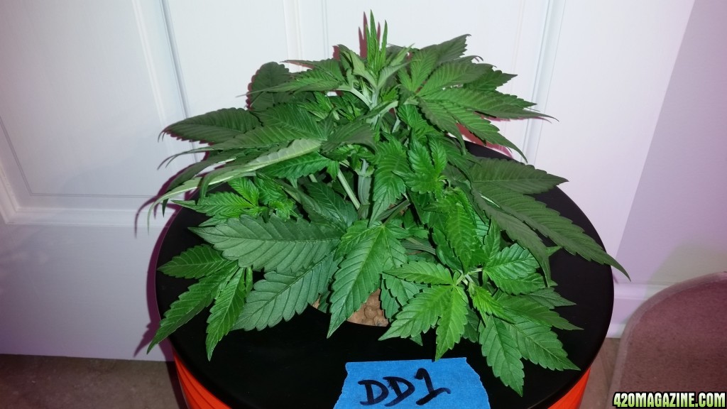 DD day 28