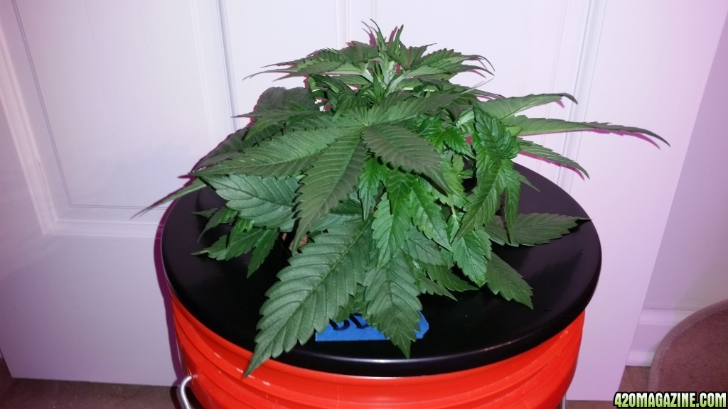 DD day 28