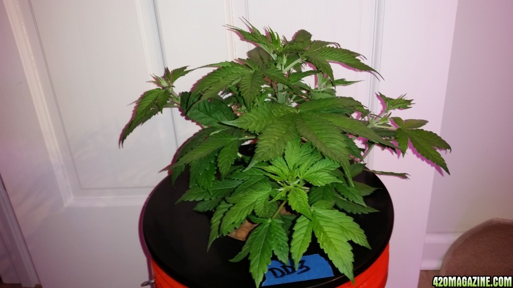 DD day 28