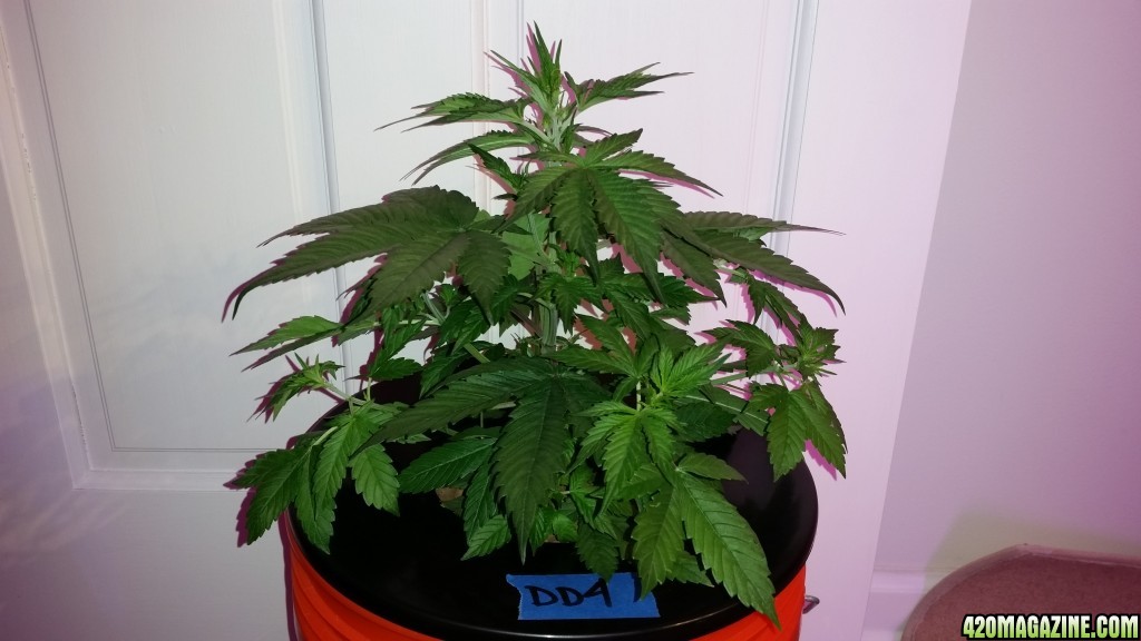 DD day 28