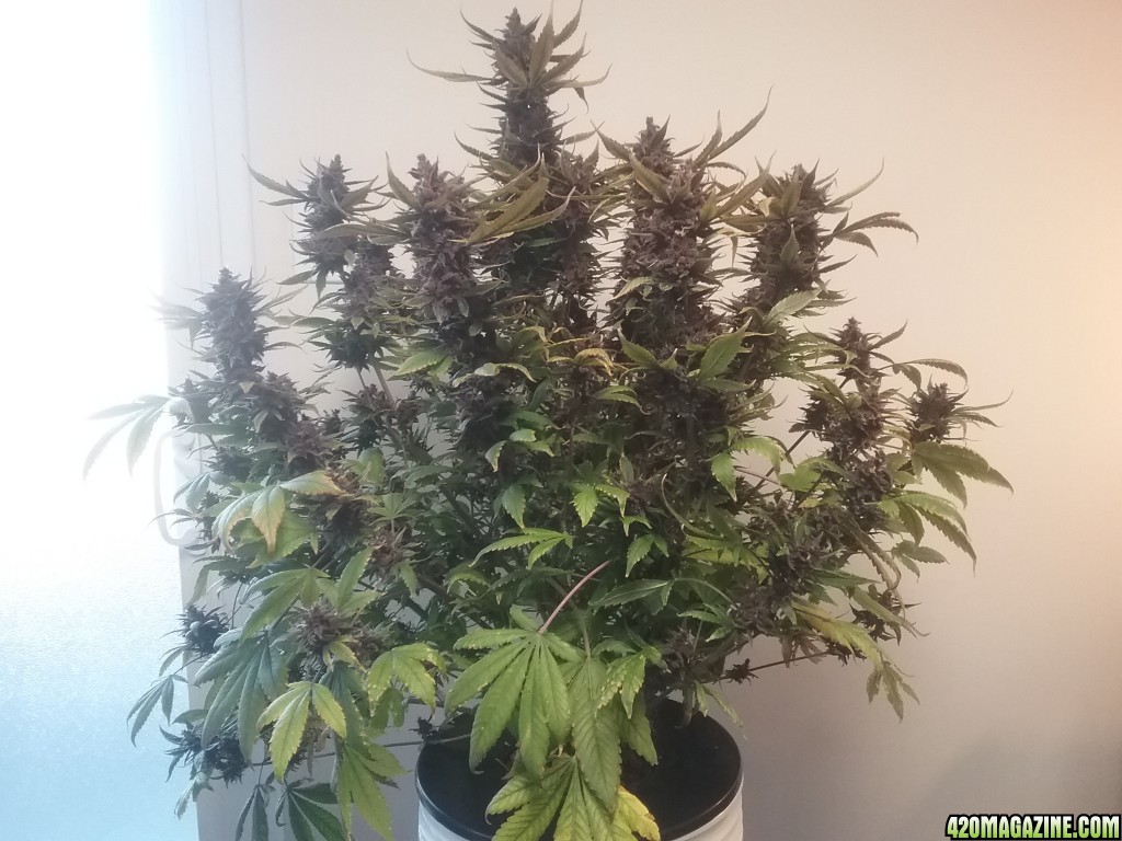 DD1 Harvest Day 98