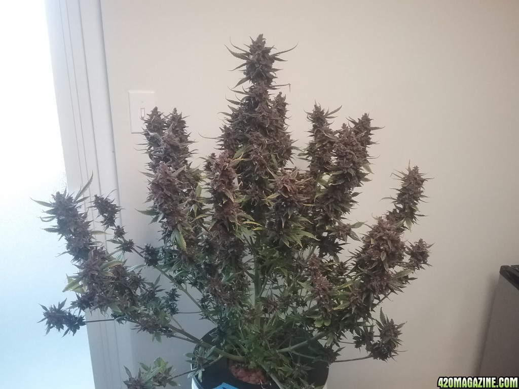 DD1 Harvest Day 98