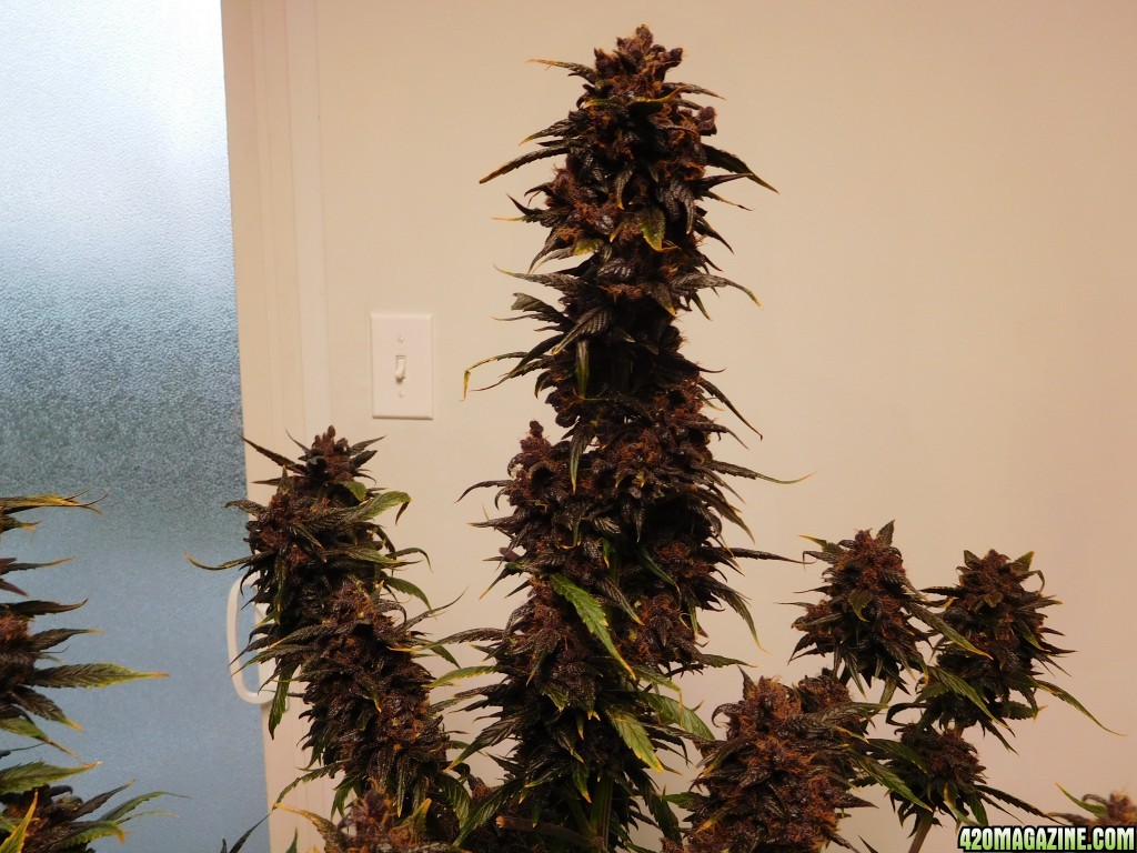 DD3 3-1-17 Harvest