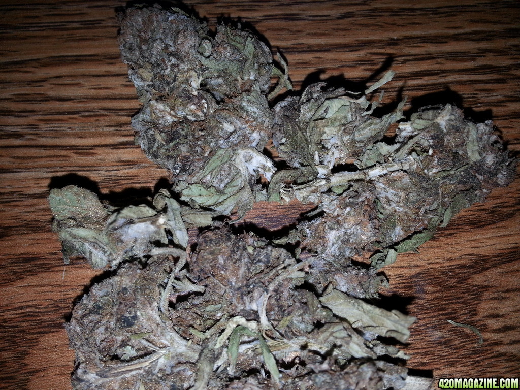 dead bud