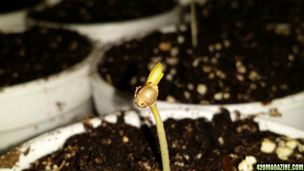 DeadCookies seedlings