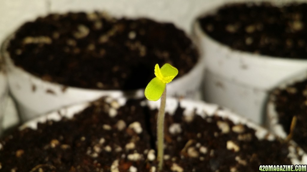 DeadCookies seedlings